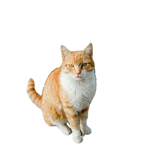 Charming Ginger Cat Sitting On A Bench In Grassy Rural Setting, Perfect For Pet Themes. 14499 - Cat PNG image with transparent background